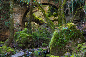 an old stone bridge swallowed by nature