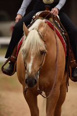 Summer western horse show