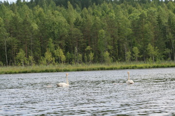 Whooper swan (Cygnus cygnus), also known as the common swan captured in the North of Belarus