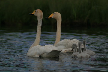 Fototapeta premium Whooper swan (Cygnus cygnus), also known as the common swan captured in the North of Belarus