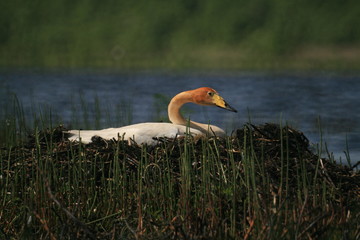 Fototapeta premium Whooper swan (Cygnus cygnus), also known as the common swan captured in the North of Belarus