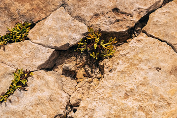 Crack in the sandstone texture closeup, fracture. benagil beach in Portugal.