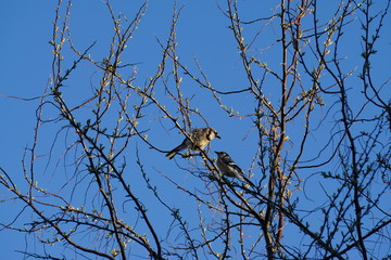 Blue Jay birds chatting with each other 