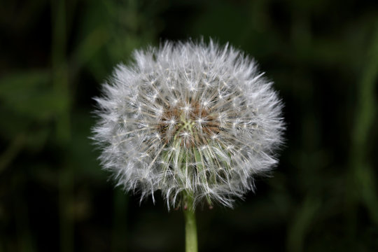 Blow ball wild flower dandelium taracaxum asteraceae family modern high quality prints