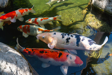 Koi Pond. Beautiful multicolored koi fish swimming in the pond. Clean water, stones, beautiful reflections, and fancy fish