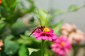 butterfly on flower
