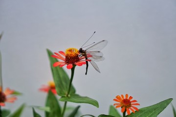 dragonfly on flower