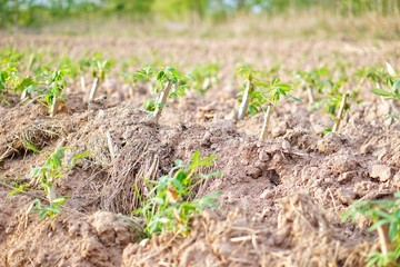 Cassava planting area of ​​Thai farmers in rural areas. Thai farmers earn income from tapioca cultivation during the beginning of the rainy season. Sustainable agriculture