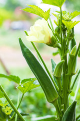 Fototapeta premium Close-up of abundant green okra.