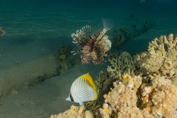Coral reef and water plants in the Red Sea, Eilat Israel

