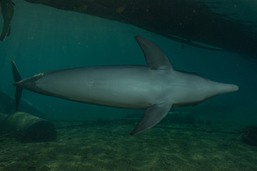 Fototapeta premium Dolphin swimming in the Red Sea, Eilat Israel 