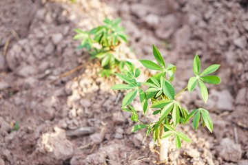 Cassava planting area of ​​Thai farmers in rural areas. Thai farmers earn income from tapioca cultivation during the beginning of the rainy season. Sustainable agriculture