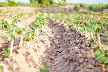 field of corn