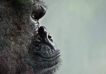 Obraz premium Gorilla