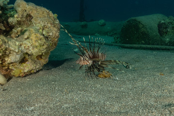 Lion fish in the Red Sea colorful fish, Eilat Israel
