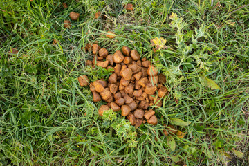 Fresh horse shit on grass