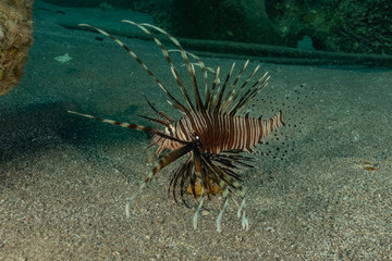 Lion fish in the Red Sea colorful fish, Eilat Israel
