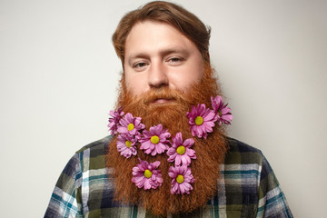 A man with a beautiful red hair and a red beard on the gray background.  A bearded man with a decorated beard for the holiday. Flower in the beard. 