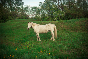 a white horse grazes on a green meadow