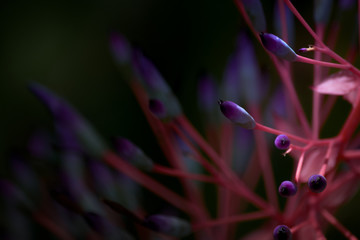 Obraz premium close up of a flower