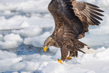 オジロワシ　White-tailed eagle