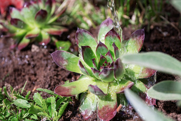 Watering Sempervivum flower just after planting in garden bed outdoors