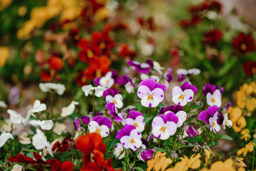 Balcony flowers.Garden flowers bunch on summer or autumn nature background, close up