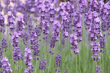 Naklejka premium Blossom of Lavender, Lavandula angustifolia, Lavandula officinalis 