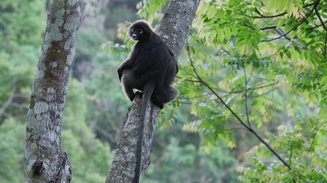 Dusky Leaf Monkey, spectacled langur - lovely little primate with a unique appearance ound in Malaysia and Thailand.