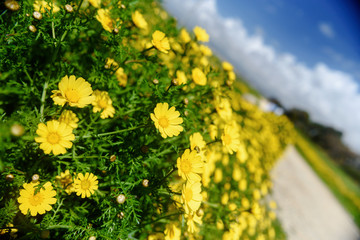 Spring flower field and blue sky.