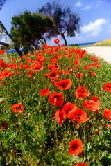 field with green grass and red poppies against the  sky