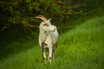 Fototapeta premium a goat grazes on a green meadow in summer