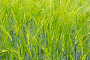 Green Barley Field for natural background, Hordeum vulgare or Gerste