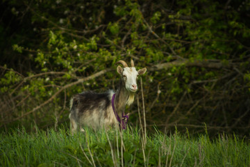 Obraz premium a goat grazes on a green meadow in summer
