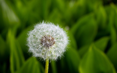 Dandelion seeds in the morning sunlight blowing away across a fresh green background