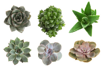 Collage with different succulents on white background, top view