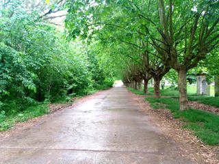 footpath in the park