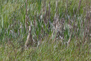American Bittern classic pose
