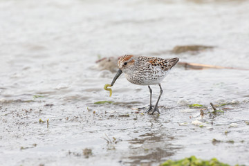 western sandpiper bird