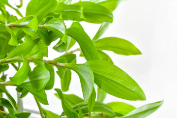 Close up of tradescantia plant on white background with copy space