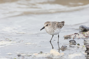 Semipalmated Sandpiper bird
