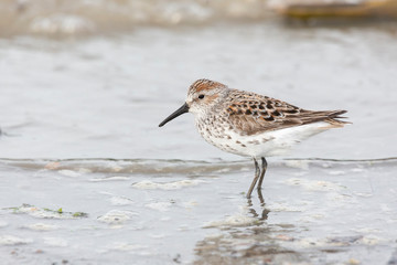 western sandpiper bird