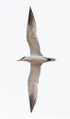 Fototapeta premium flying Caspian tern