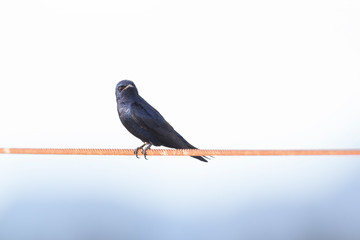 purple martin  swallow