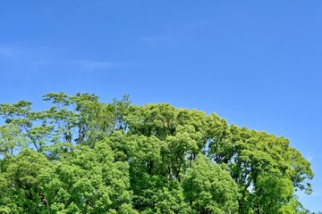 Fototapeta na wymiar 青空バックに新緑のクスノキの森の情景