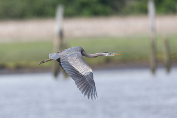 Great blue heron