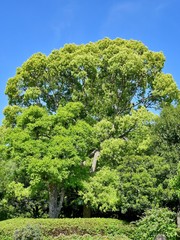 Obraz premium 青空バックの新緑のクスノキ