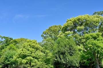 Fototapeta na wymiar 青空バックに新緑のクスノキの森の情景
