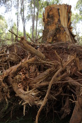 Fototapeta na wymiar dead tree root