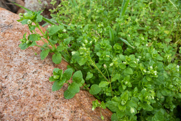 wet leaves
